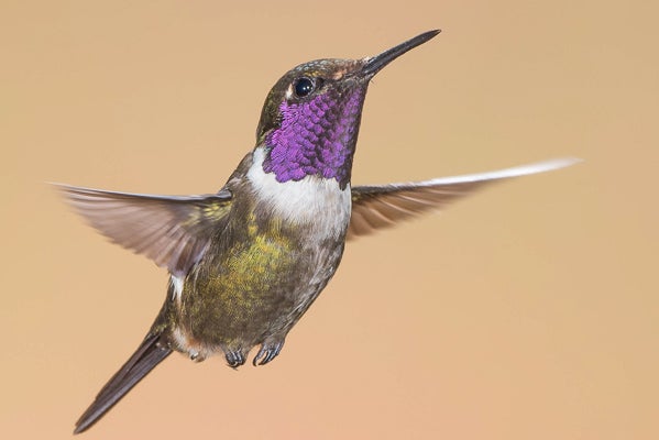 Ecuador Hummingbirds | Julie Horton Photography